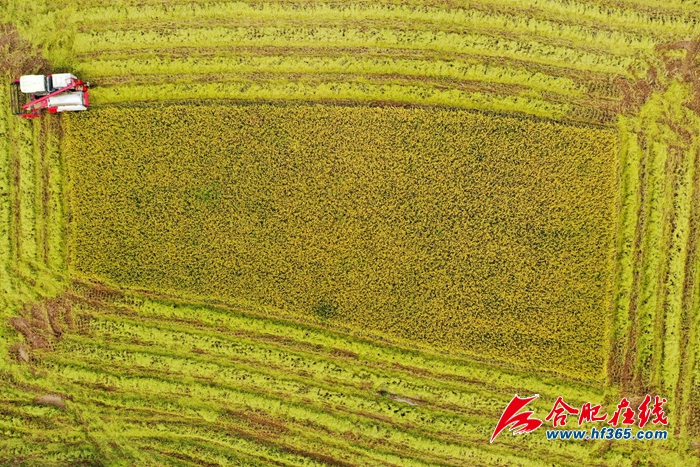 稻谷金黃 顆粒歸倉 (4)