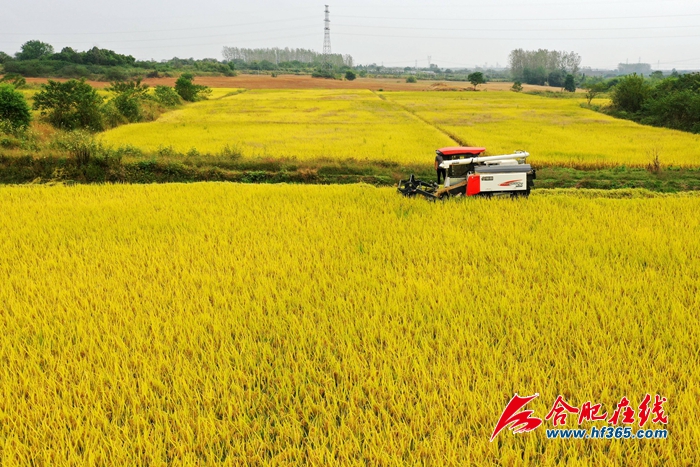 稻谷金黃 顆粒歸倉 (2)